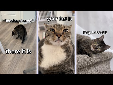 Cat Compilation Animals Say Silly Stuff #21-30 Richard and Ninette