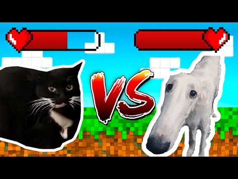 Maxwell Cat VS Borzoi Dog (let me do it for you)