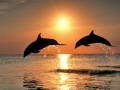 Neonica - Dolphins 
