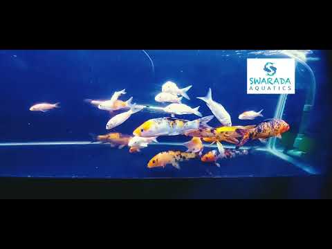 New Fish Stock Arrived @ Swarada Aquatics