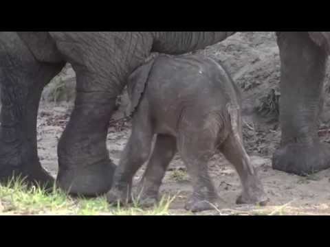 Safari Live-Oct 12, 2016- New born Elephant a few hours old trying to figure out this walking skill