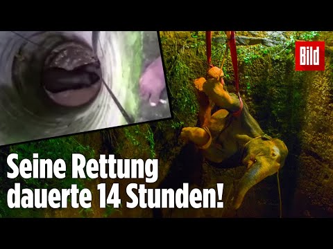 Elefant fällt in einen 17 Meter tiefen Brunnen!