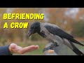 How to Befriend a Crow - A Complete Guide