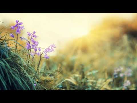 Premiere: MEL BELL - Vanity (Original Mix) [Ohxala Records]