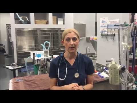 What is Valley Fever?