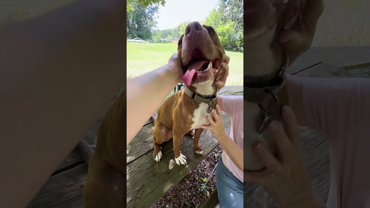Enlarge Frannie, a Adoptable mixed breed in Oshkosh, WI video 5/5