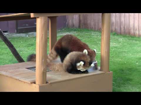 #1-29 Nov 2016 Red panda at Adventure world, Japan