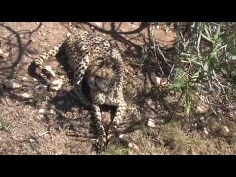 The Big Cat, Editura Ligia, http://www.edituraligia.ro, http://www.edituraleda.ro