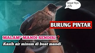 Burung Kutilang Di Kasih Air minum Malah Mandi || Burung Jinak