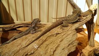 Working Holiday Visa in Australia – Alice Springs