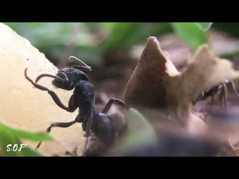 Edukasi- Melihat Kehidupan Semut Hitam