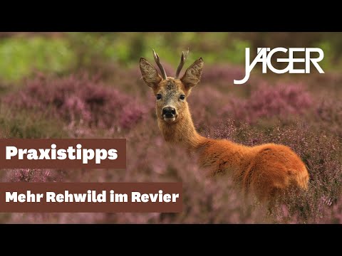 Rehwild locken! | JÄGER Praxistipps