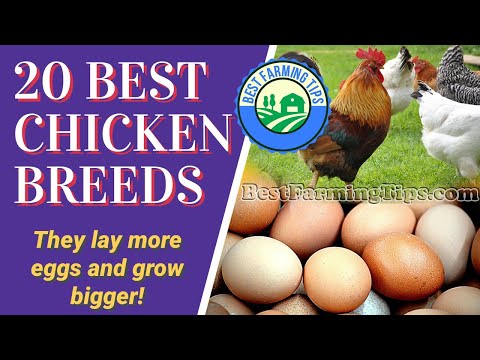 , title : '20 Best Backyard Chicken Breeds For Beginners for eggs and meat (With Pics/Videos)'