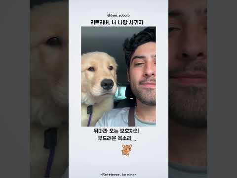 리트리버, 너 나랑 그냥 사귀자