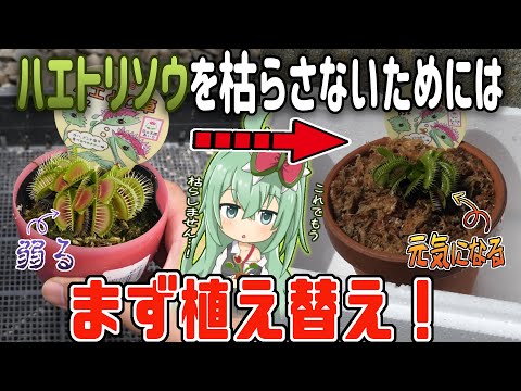 ハエトリグサ 植物