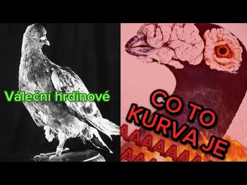 Jak lidstvo zradilo holuby! w/@TenTamten