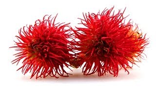 DEADLY PLANTS -- FAK #30