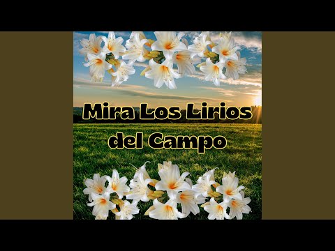 Mira los Lirios del Campo