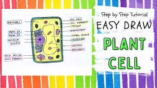 Easy Draw Plant Cell | Step by Step Tutorial | How to draw I Structure and Function of Organelles