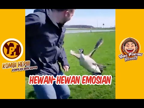 hewan-hewan-emosian