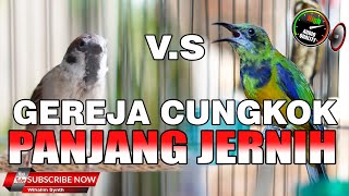 Download lagu MASTERAN UNTUK SEMUA JENIS BURUNG MEWAH CUCAK CUNGKOK VS GEREJA GACOR, JERNIH PANJANG JEDA NATURAL ! mp3