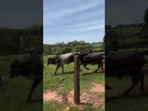 GADO : 90 CABEÇAS DE BEZERROS -  Umuarama/PR R$ 3.500,00 REAIS CADA