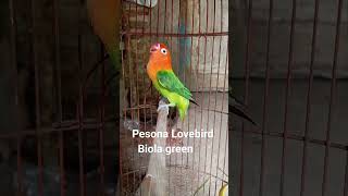 Download lagu Lovebird Biola Green ngekek #lovebirdmania mp3