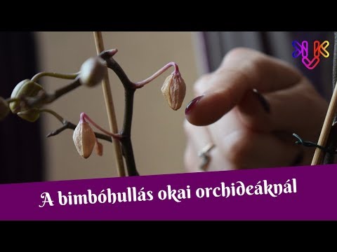 , title : 'Az orchidea bimbóhullás okai | Miért száradnak el a bimbók virágzás előtt?'