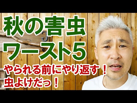 堆肥に赤い虫がいるのは正常ですか?なぜ彼らはタンクから離れるのでしょうか？  庭園
