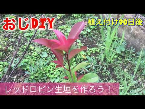 美しいレッドロビンフォティニアを飼うにはどうすればよいですか？植物を守り、生垣を元気に育てるのに役立った庭師の 6 つの秘密  庭園