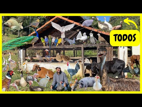 Taking care of ALL my ANIMALS on the Farm - Meet my Farm Animals | Gutejando