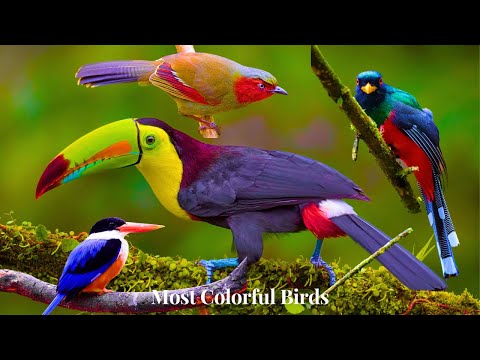 Most Colorful Birds In The World in 4K | Stunning Nature | Birds Sounds | Learn Names of Birds