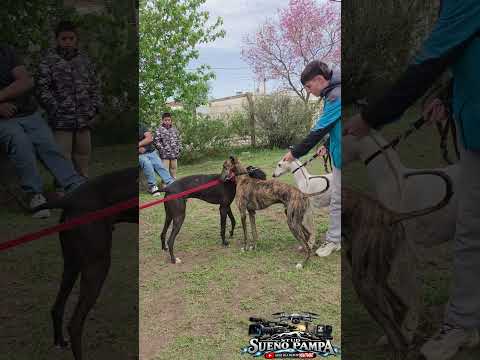 Fiesta galguera, Laborde, Cordoba. Video en nuestro canal. #galgos #tradición #viralvideo  #viral