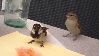 Italian Sparrows