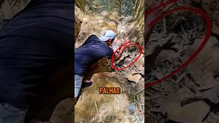 Ele tentou pegar essa CRIATURA mas se deu MAL! #curiosidades