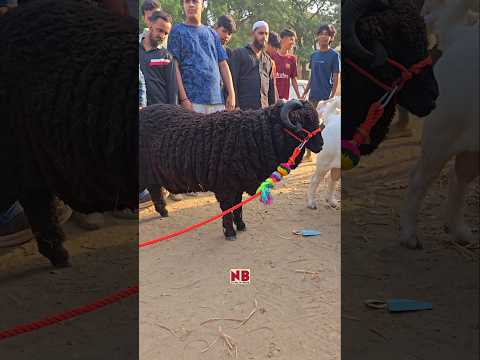 Cute or Dangerous? 😎 #bakraeid #bakraeid2025 #bakraeidspecial #bakra #goats #trending #biggoats