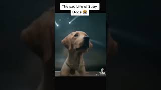 Don,t harm stray dogs 😭