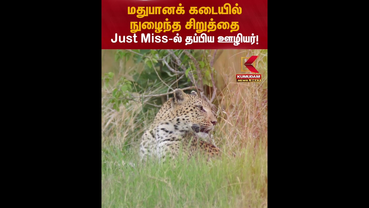 மதுபானக் கடையில் நுழைந்த சிறுத்தை Just Miss-ல் தப்பிய ஊழியர்! #leopard #liquorshop #wildlife மதுபானக் கடையில் நுழைந்த சிறுத்தை Just Miss-ல் தப்பிய ஊழியர்! #leopard #liquorshop #wildlife