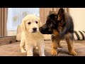 German Shepherd Puppy Meets Golden Retriever Puppy For The First Time