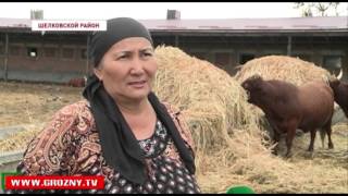 Развитие животноводства в Чечне идет ускоренными темпами