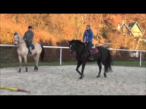 2007, mare, KWPN, by Du Moulin ( Davignon - Donnerhall) x Wepelezwigg, Dressage Mw