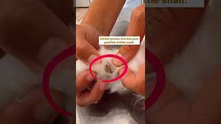Can you trim your cat’s nails? #domesticcat #grooming #mycat #housecat #kitty #petcat