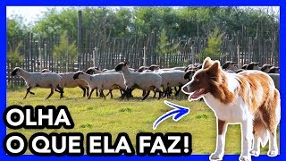 Miniatura do vídeo