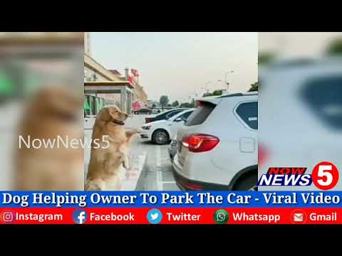 Dog Helping Owner To Park The Car - Viral Video||Now  News 5