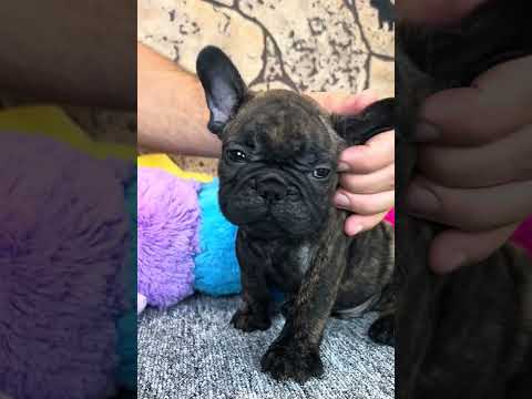 Video 1