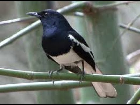 download lagu mp3 mp4 Harga Kacer 2018, download mp3 Harga Kacer 2018 free download, download mp3 Harga Kacer 2018