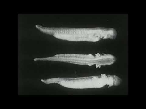 Deep Sea Blues by Clara Smith [Music Video]