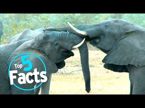 image-What are some good facts about zoos?