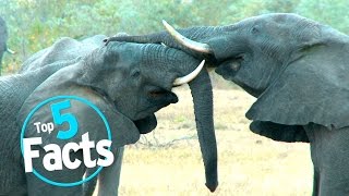 Top 5 Shocking Zoo Facts