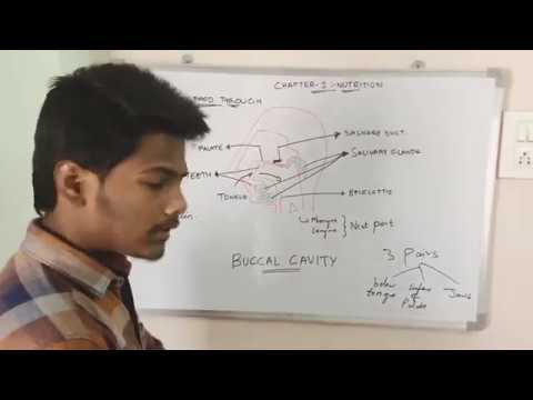 Inter 2nd year SYNAPTIC TRANSMISSION ZOOLOGY